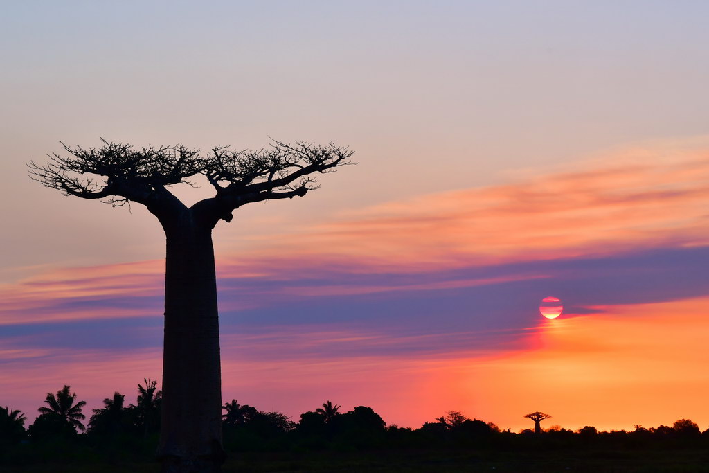 Baobab Alley, Morondava